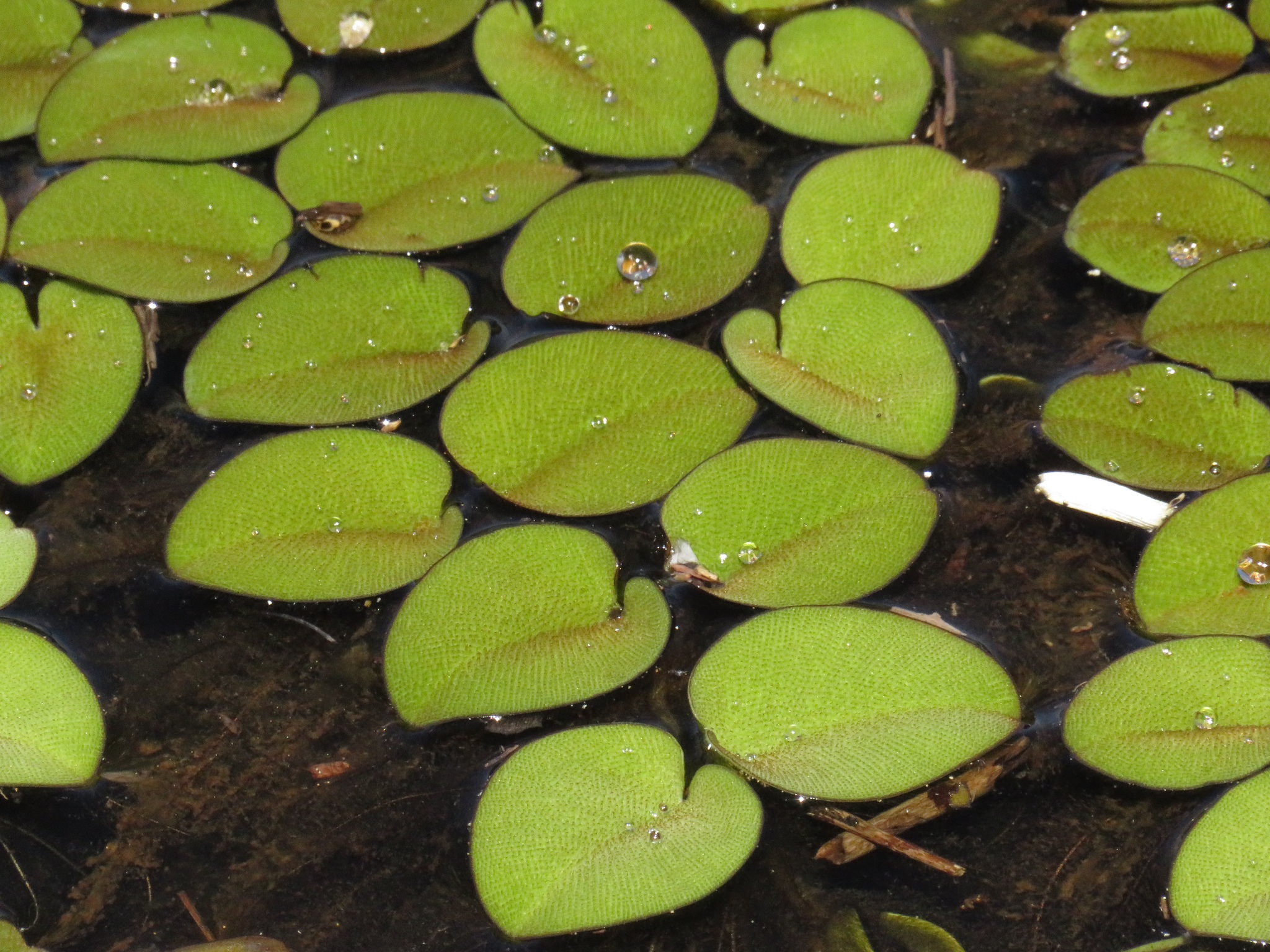 Salvinia auriculata